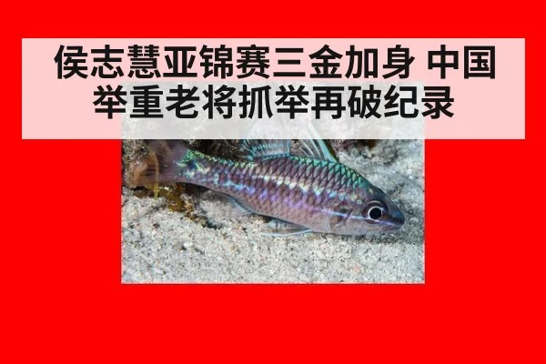 侯志慧亚锦赛三金加身 中国举重老将抓举再破纪录